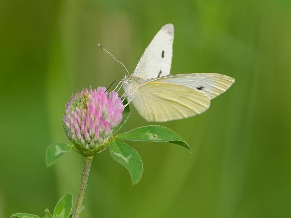 <h3><a href="/trips/braakman/biota/animalia/arthropoda/insecta/022 lepidoptera/011 pieridae pierinae/pieris rapae/pieris rapae-nl.html">Pieris&nbsp;rapae</a> / Cabbage&nbsp;white / Klein&nbsp;koolwitje</h3>OM-1 Mark II met OLYMPUS M.150-400mm F4.5 TC, 1/2000 sec  bij F5.6, ISO 800, afstand 3.18&nbsp;m